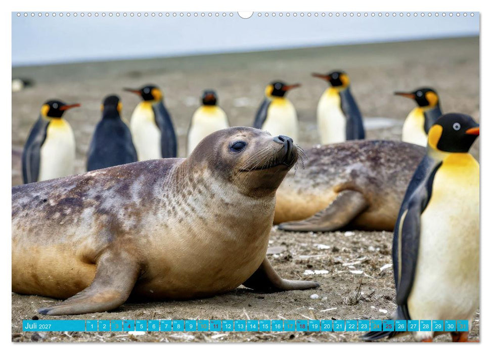 See - Elefanten (CALVENDO Premium Wandkalender 2027)
