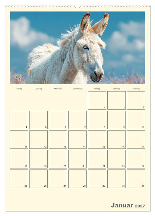 Eselmomente. Natur, Freiheit und Charakter (CALVENDO Wandkalender 2027)