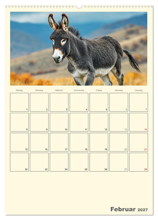 Eselmomente. Natur, Freiheit und Charakter (CALVENDO Wandkalender 2027)