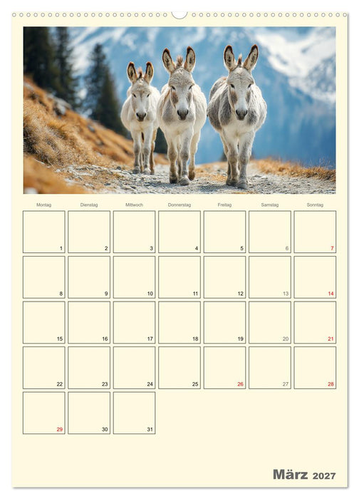 Eselmomente. Natur, Freiheit und Charakter (CALVENDO Premium Wandkalender 2027)