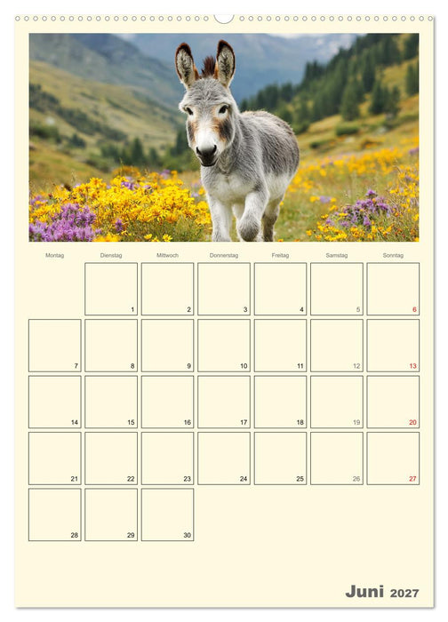 Eselmomente. Natur, Freiheit und Charakter (CALVENDO Premium Wandkalender 2027)