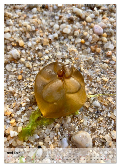 Plages et coquillages (CALVENDO Calendrier supérieur 2027)