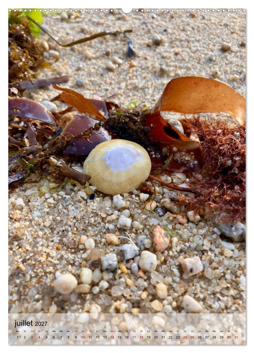 Plages et coquillages (CALVENDO Calendrier supérieur 2027)