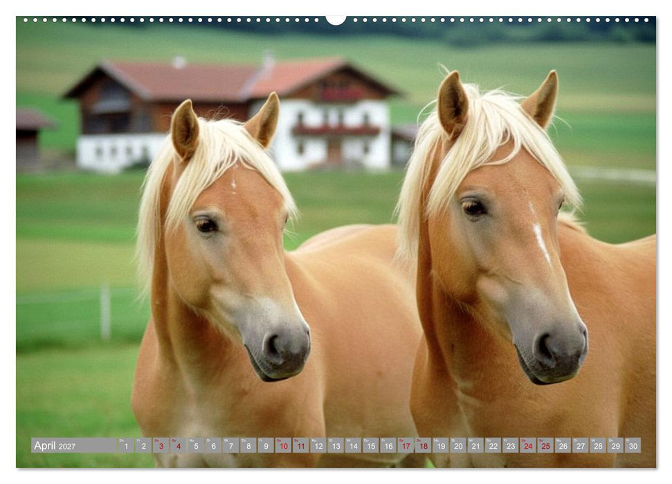 Alpentäler und Haflinger Pferde (CALVENDO Wandkalender 2027)