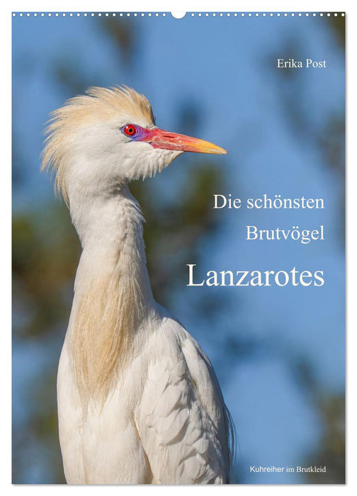 Die schönsten Brutvögel Lanzarotes (CALVENDO Wandkalender 2027)