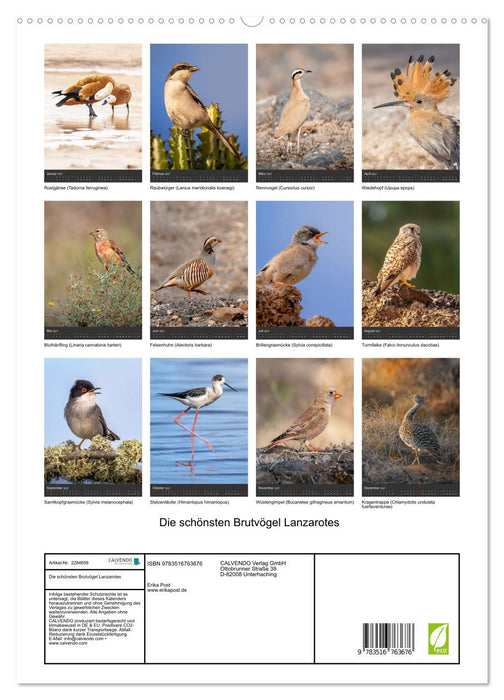 Die schönsten Brutvögel Lanzarotes (CALVENDO Premium Wandkalender 2027)