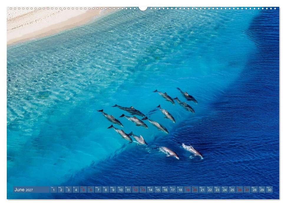 When Dolphins Dance with Us (CALVENDO Monthly Calendar 2027)