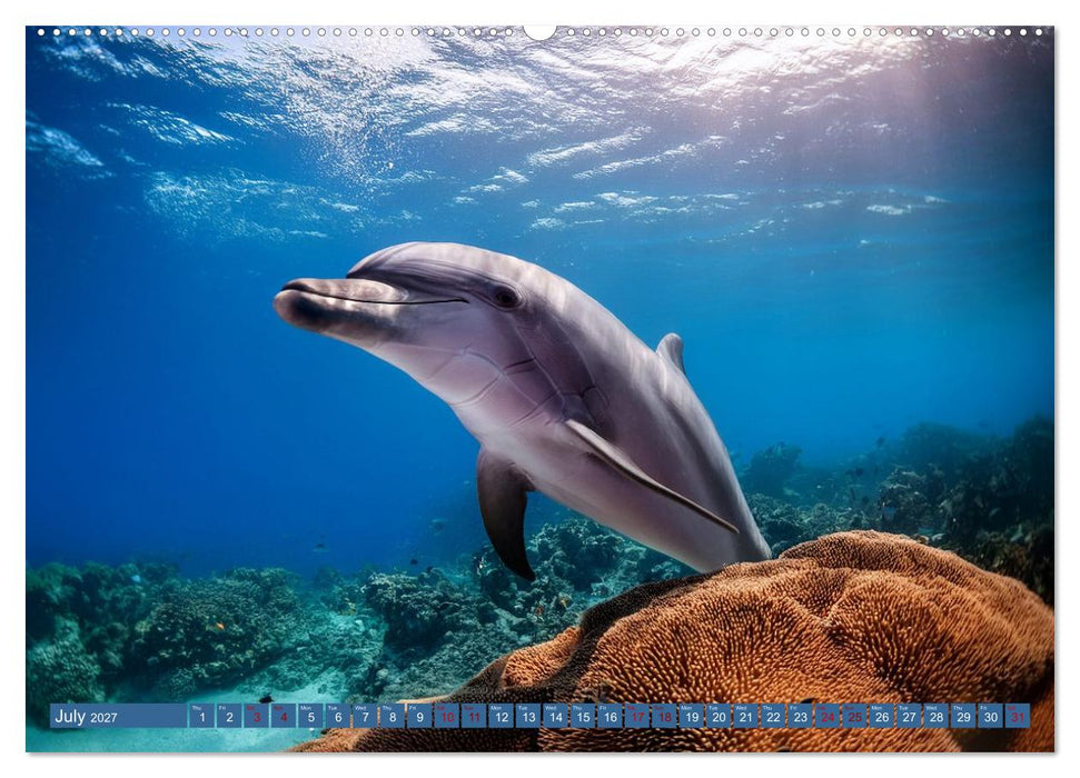 When Dolphins Dance with Us (CALVENDO Premium-Calendar 2027)