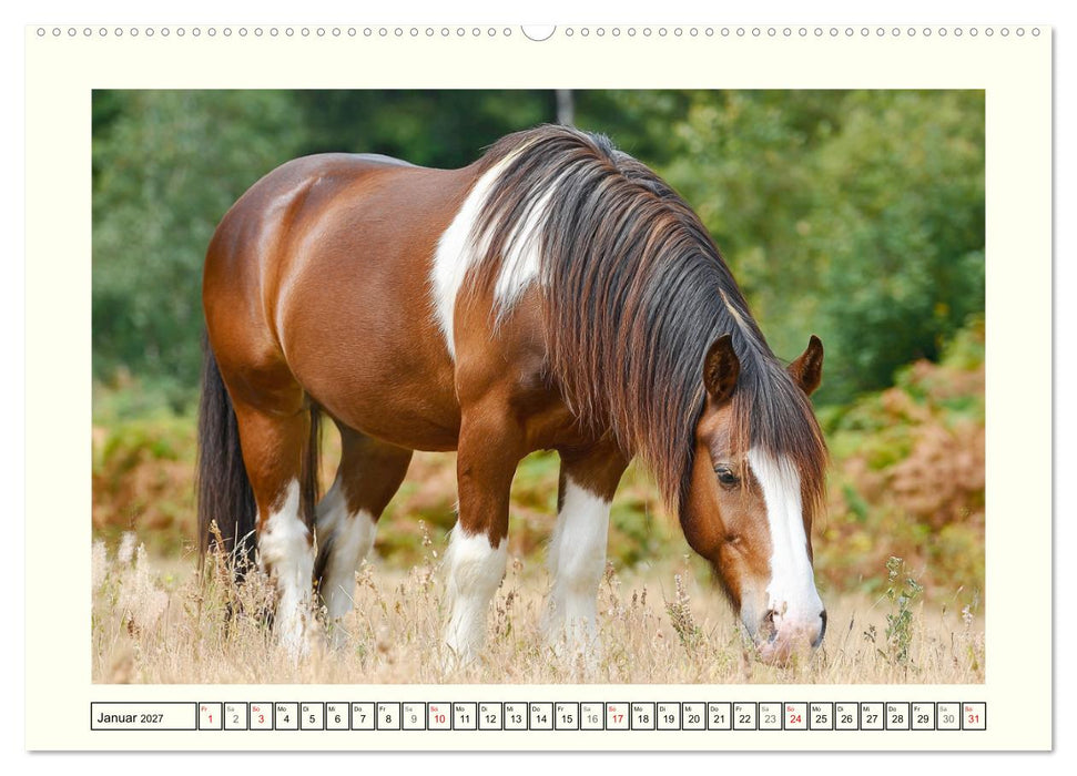 Irlands Pferde. Irish Tinker zwischen Weiden, Wasser und Wald (CALVENDO Wandkalender 2027)