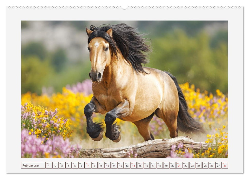 Starke Pferde. Kaltblüter im Einklang mit der Natur (CALVENDO Premium Wandkalender 2027)