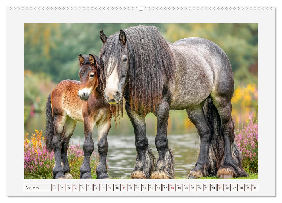 Starke Pferde. Kaltblüter im Einklang mit der Natur (CALVENDO Premium Wandkalender 2027)