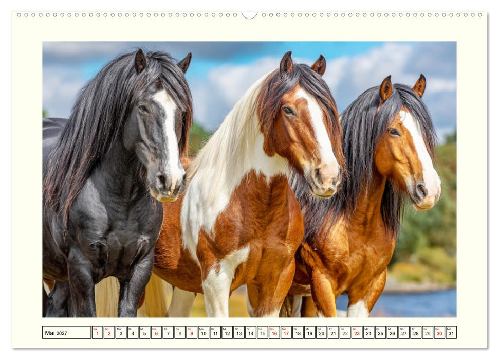 Irlands Pferde. Irish Tinker zwischen Weiden, Wasser und Wald (CALVENDO Premium Wandkalender 2027)