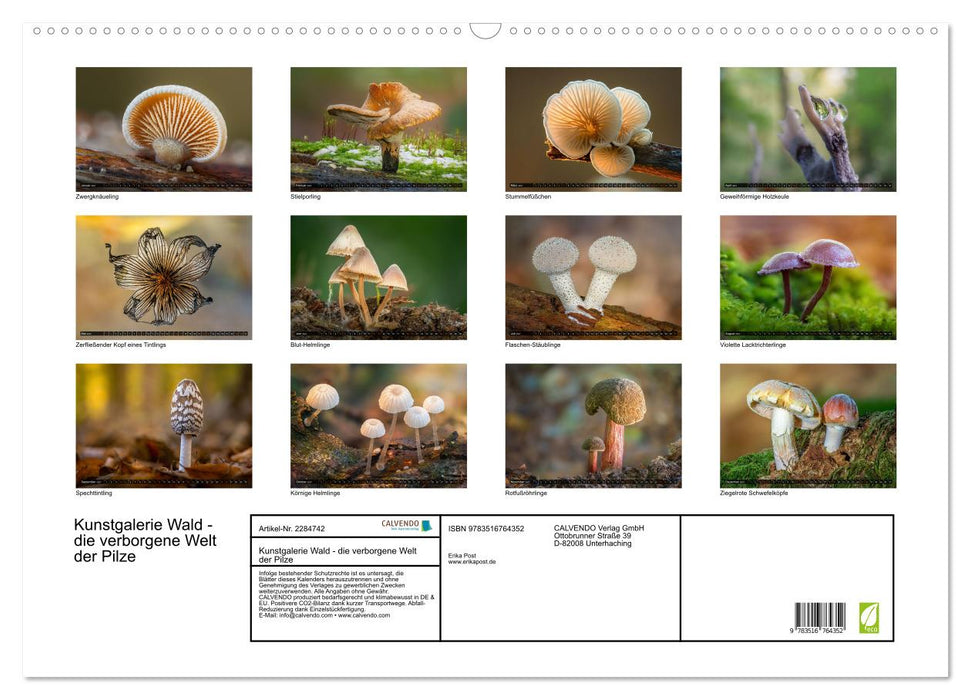 Kunstgalerie Wald - die verborgene Welt der Pilze (CALVENDO Wandkalender 2027)
