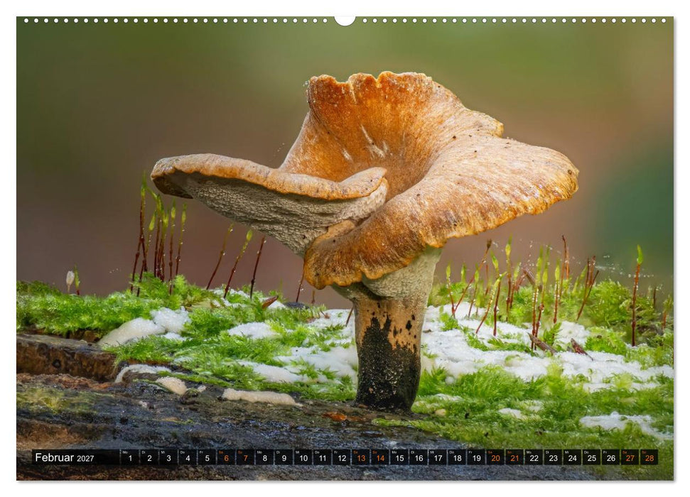 Kunstgalerie Wald - die verborgene Welt der Pilze (CALVENDO Wandkalender 2027)