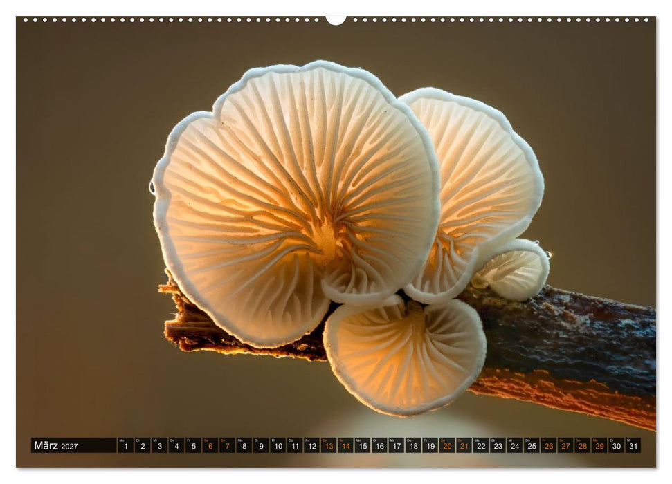 Kunstgalerie Wald - die verborgene Welt der Pilze (CALVENDO Wandkalender 2027)