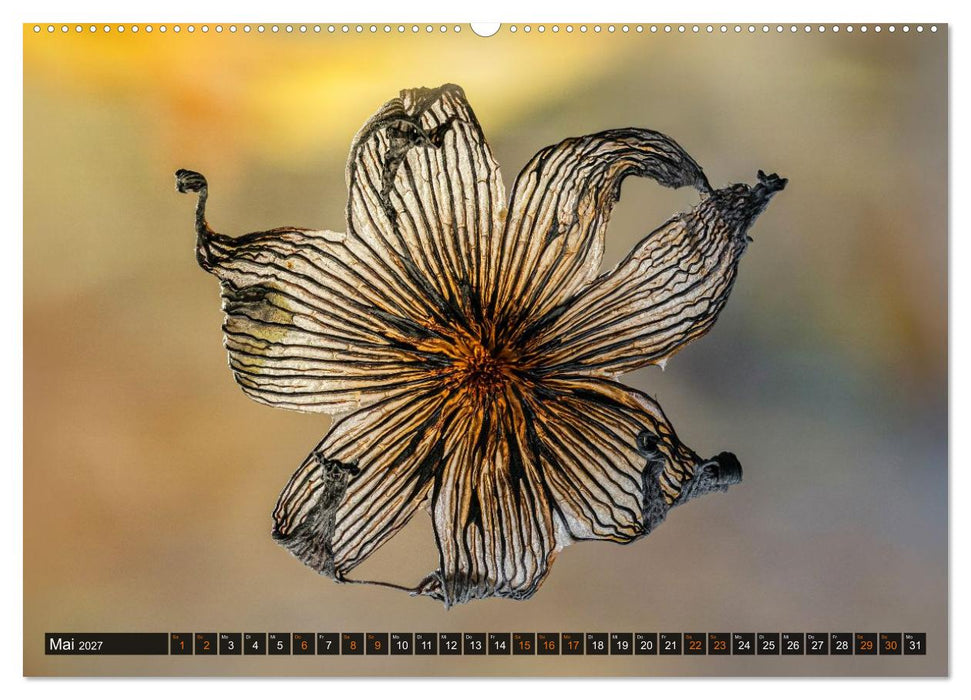 Kunstgalerie Wald - die verborgene Welt der Pilze (CALVENDO Wandkalender 2027)