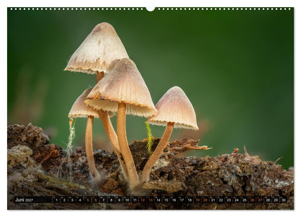 Kunstgalerie Wald - die verborgene Welt der Pilze (CALVENDO Wandkalender 2027)