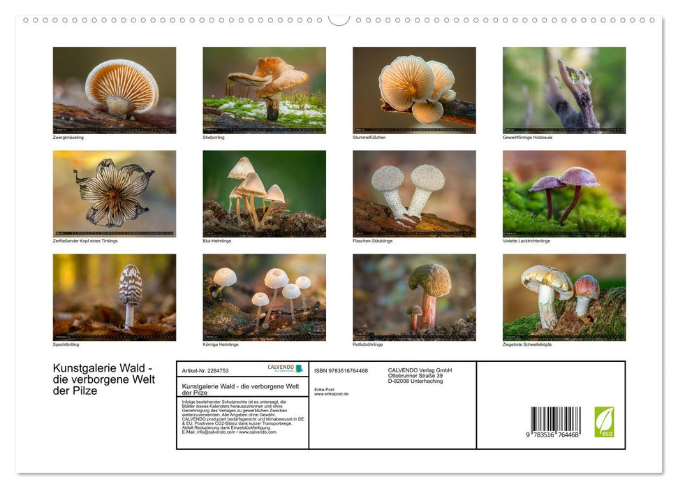 Kunstgalerie Wald - die verborgene Welt der Pilze (CALVENDO Premium Wandkalender 2027)