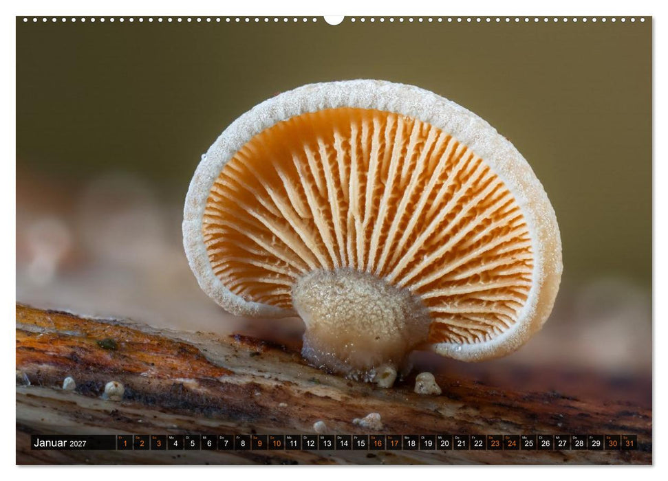 Kunstgalerie Wald - die verborgene Welt der Pilze (CALVENDO Premium Wandkalender 2027)