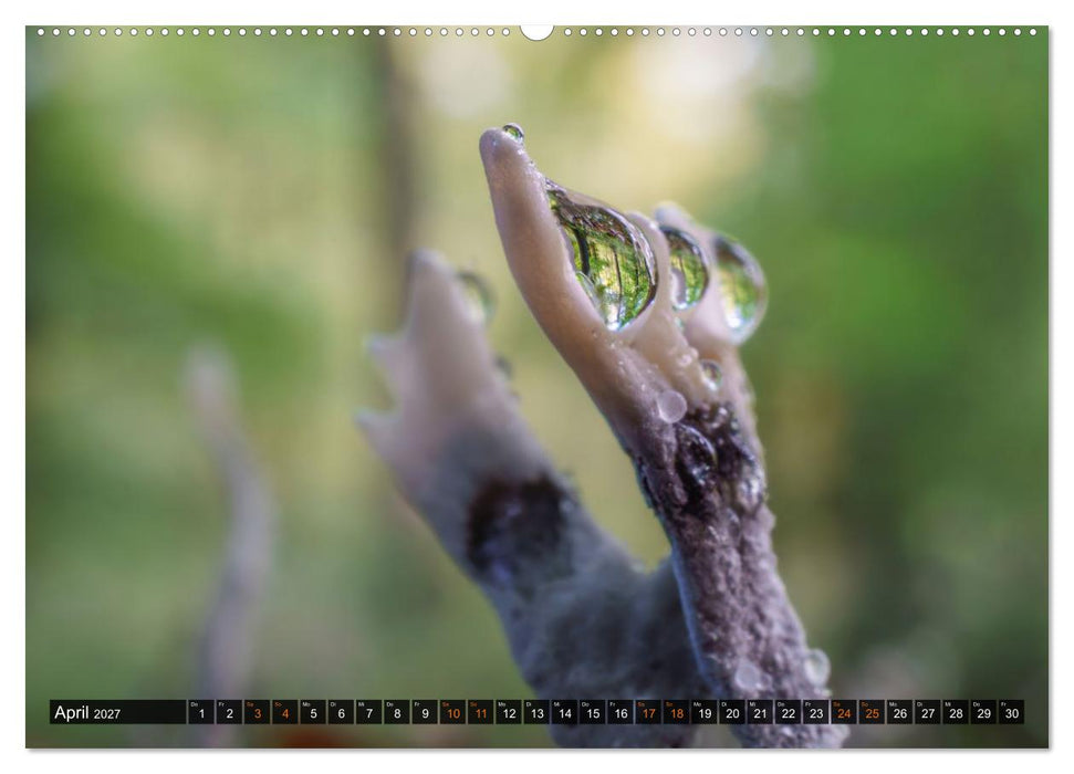 Kunstgalerie Wald - die verborgene Welt der Pilze (CALVENDO Premium Wandkalender 2027)