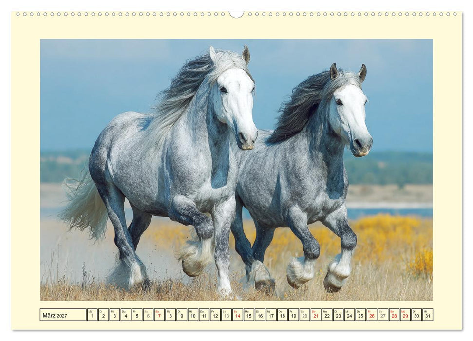 Shire Horse Zauber. Englands elegante Riesen (CALVENDO Wandkalender 2027)