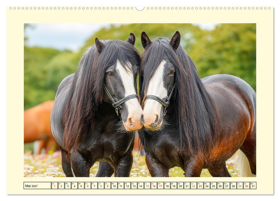 Shire Horse Zauber. Englands elegante Riesen (CALVENDO Wandkalender 2027)