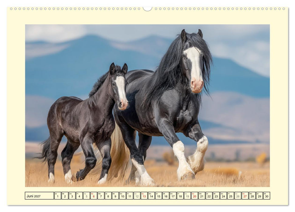 Shire Horse Zauber. Englands elegante Riesen (CALVENDO Wandkalender 2027)