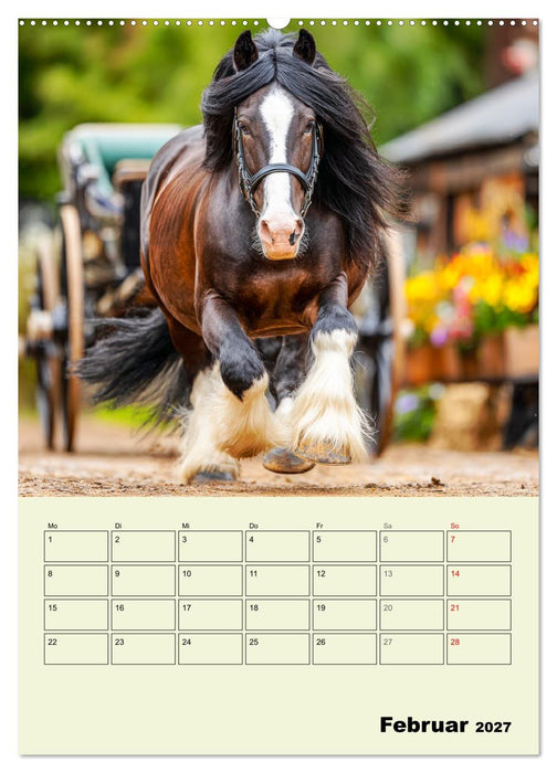 Shire Horse Magie. Englands sanfte Giganten (CALVENDO Wandkalender 2027)