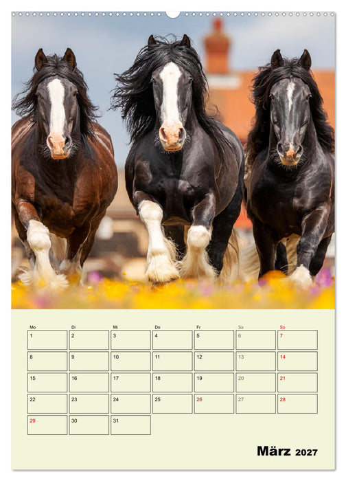 Shire Horse Magie. Englands sanfte Giganten (CALVENDO Wandkalender 2027)