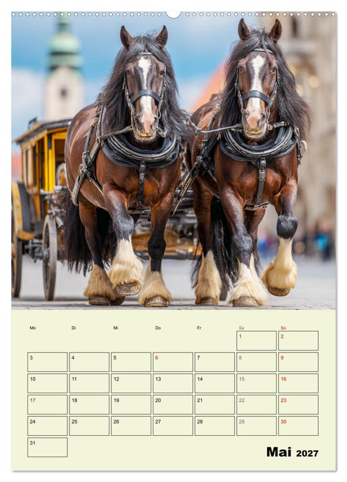 Shire Horse Magie. Englands sanfte Giganten (CALVENDO Wandkalender 2027)