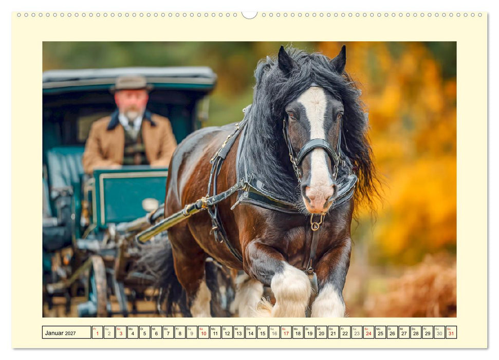 Shire Horse Momente. Masse und Kraft in Bewegung (CALVENDO Wandkalender 2027)