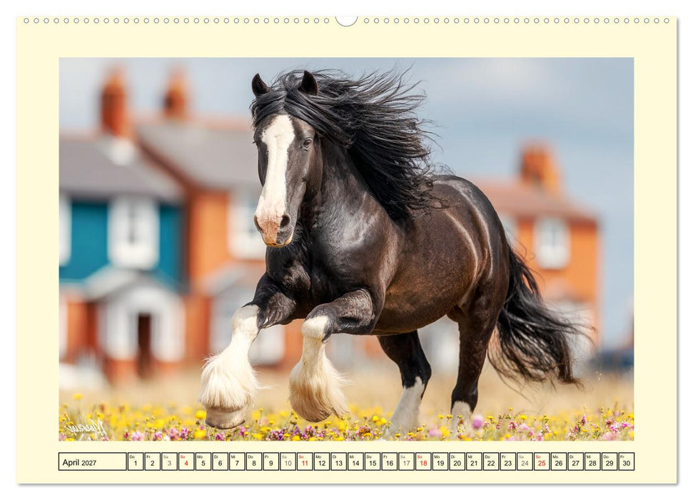Shire Horse Momente. Masse und Kraft in Bewegung (CALVENDO Wandkalender 2027)