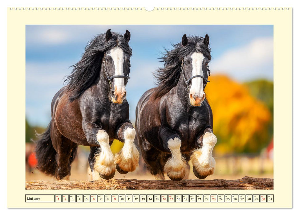 Shire Horse Momente. Masse und Kraft in Bewegung (CALVENDO Wandkalender 2027)