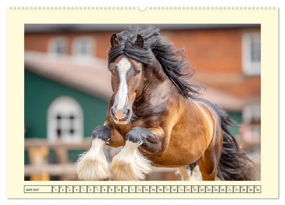 Shire Horse Momente. Masse und Kraft in Bewegung (CALVENDO Wandkalender 2027)