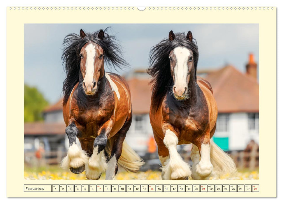 Shire Horse Momente. Masse und Kraft in Bewegung (CALVENDO Premium Wandkalender 2027)