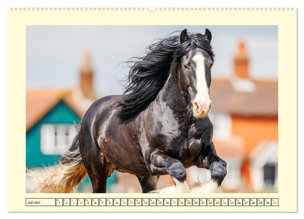 Shire Horse Momente. Masse und Kraft in Bewegung (CALVENDO Premium Wandkalender 2027)