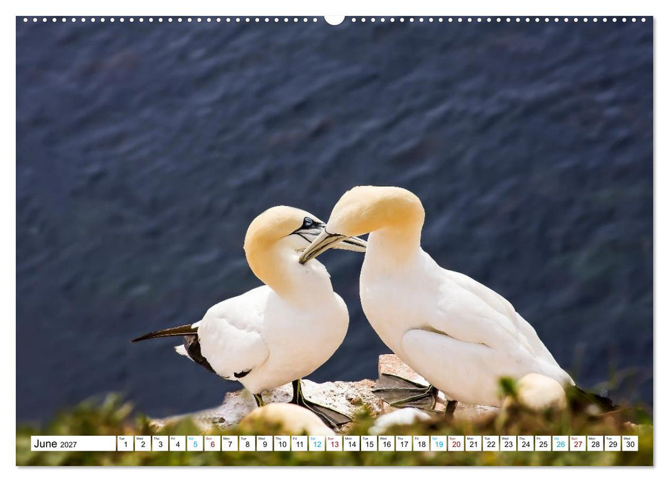 Heligoland, Germany’s Red Cliffs (CALVENDO Monthly Calendar 2027)