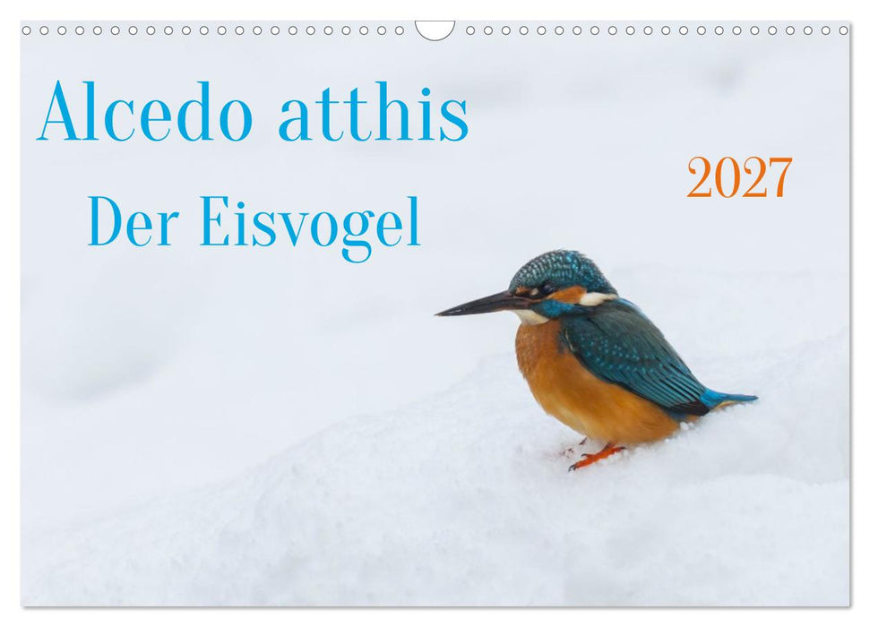 Alcedo atthis. Der Eisvogel (CALVENDO Wandkalender 2027)