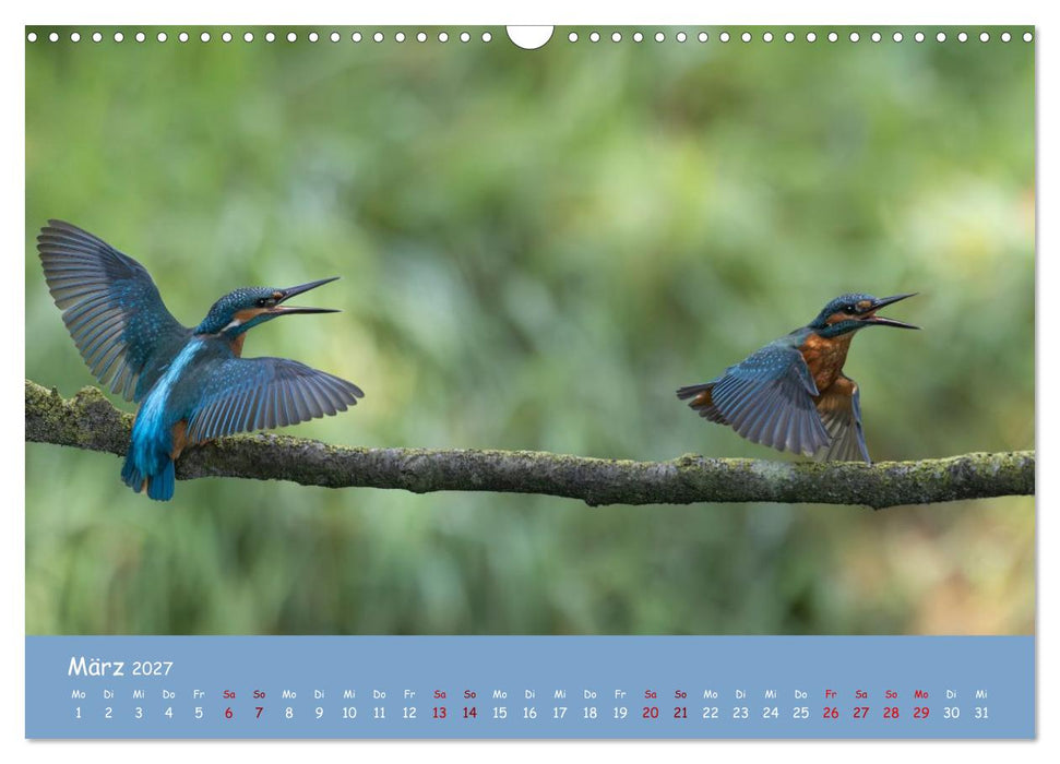 Alcedo atthis. Der Eisvogel (CALVENDO Wandkalender 2027)