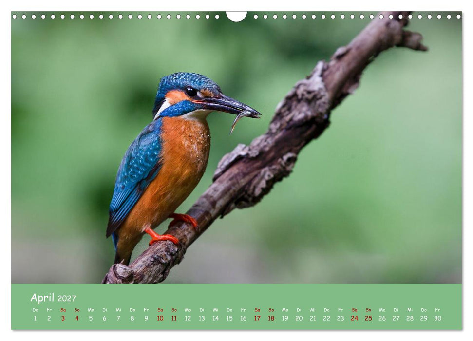 Alcedo atthis. Der Eisvogel (CALVENDO Wandkalender 2027)