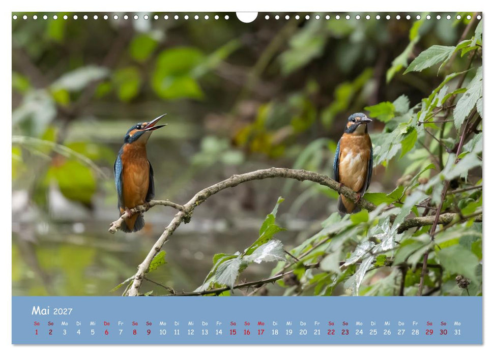 Alcedo atthis. Der Eisvogel (CALVENDO Wandkalender 2027)