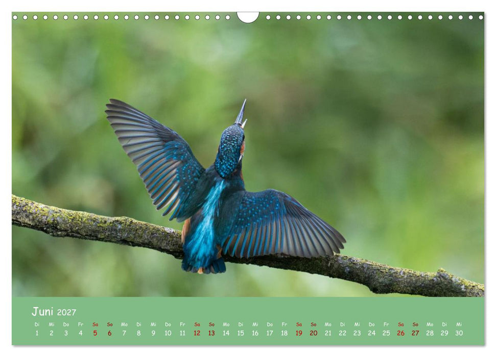 Alcedo atthis. Der Eisvogel (CALVENDO Wandkalender 2027)