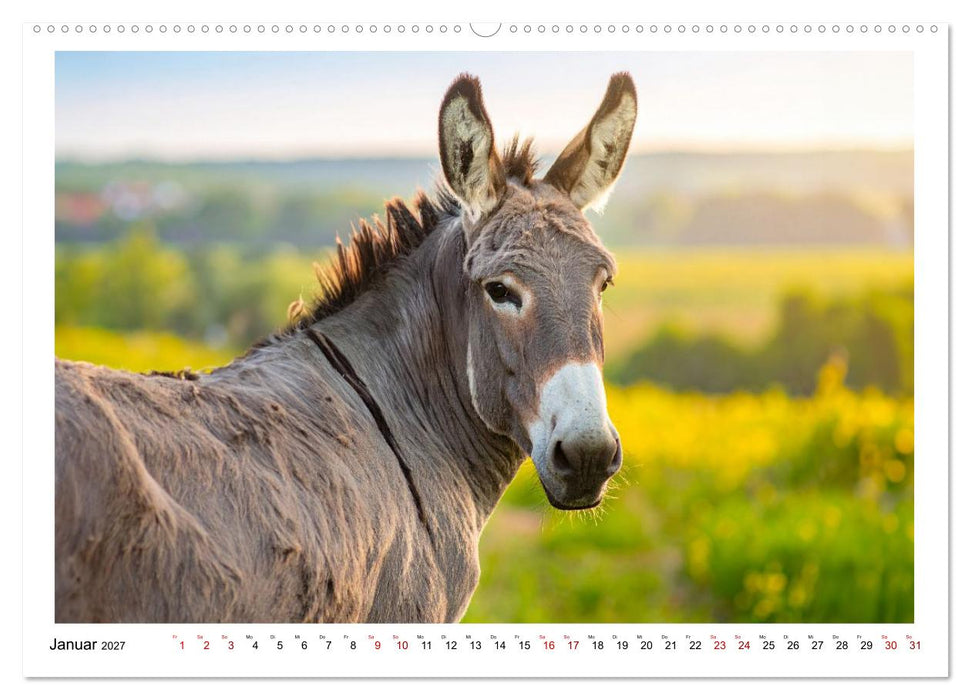 Kleine und große Eselein (CALVENDO Wandkalender 2027)