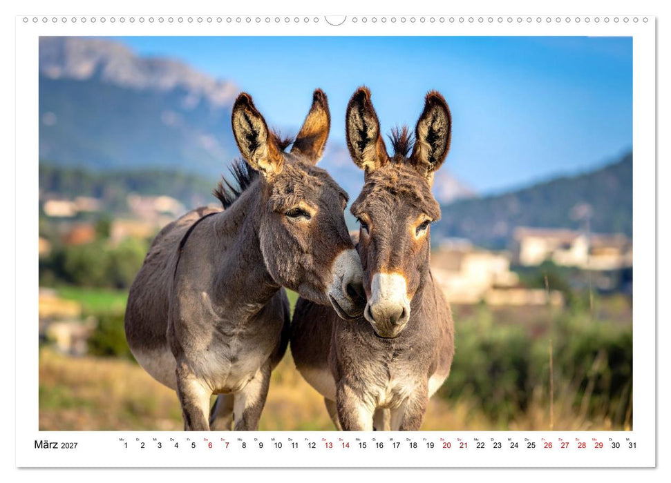 Kleine und große Eselein (CALVENDO Wandkalender 2027)