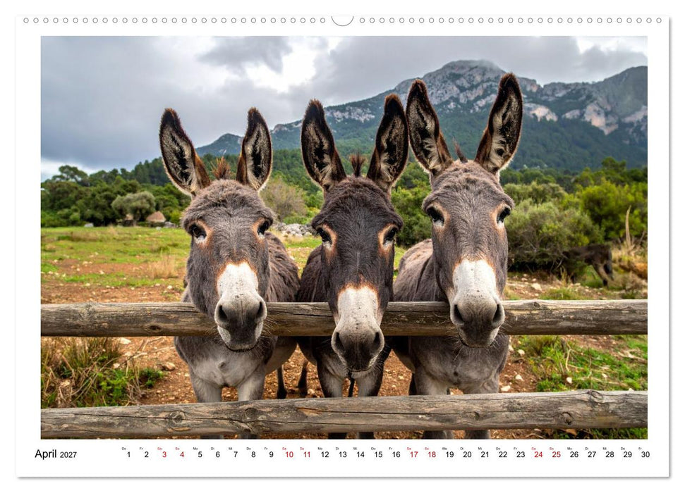 Kleine und große Eselein (CALVENDO Wandkalender 2027)