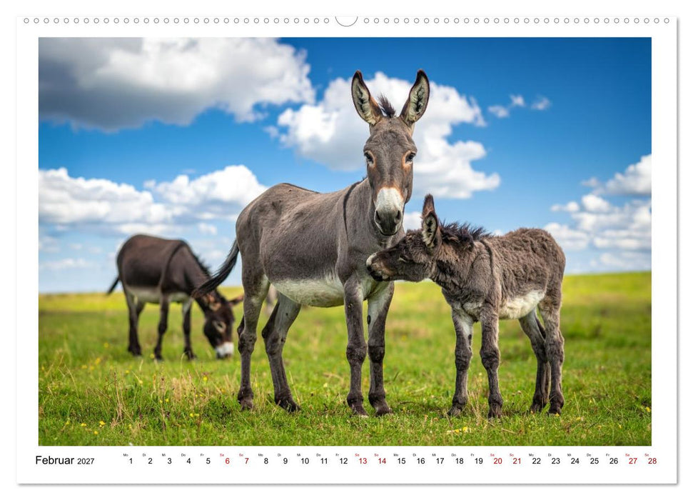 Kleine und große Eselein (CALVENDO Premium Wandkalender 2027)