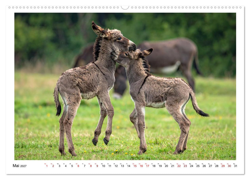 Kleine und große Eselein (CALVENDO Premium Wandkalender 2027)