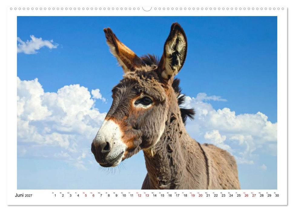 Kleine und große Eselein (CALVENDO Premium Wandkalender 2027)