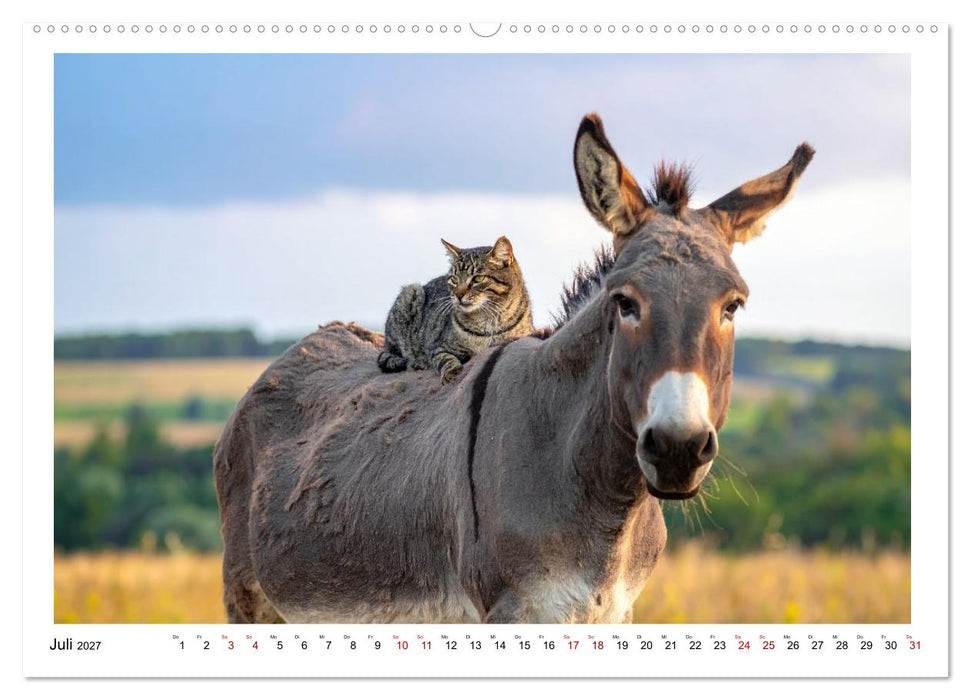 Kleine und große Eselein (CALVENDO Premium Wandkalender 2027)