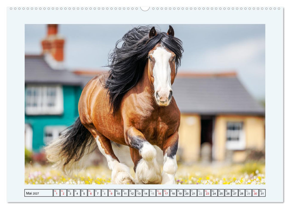 Clydesdale Sommer. Schottische Pferde auf dem Farmland (CALVENDO Wandkalender 2027)